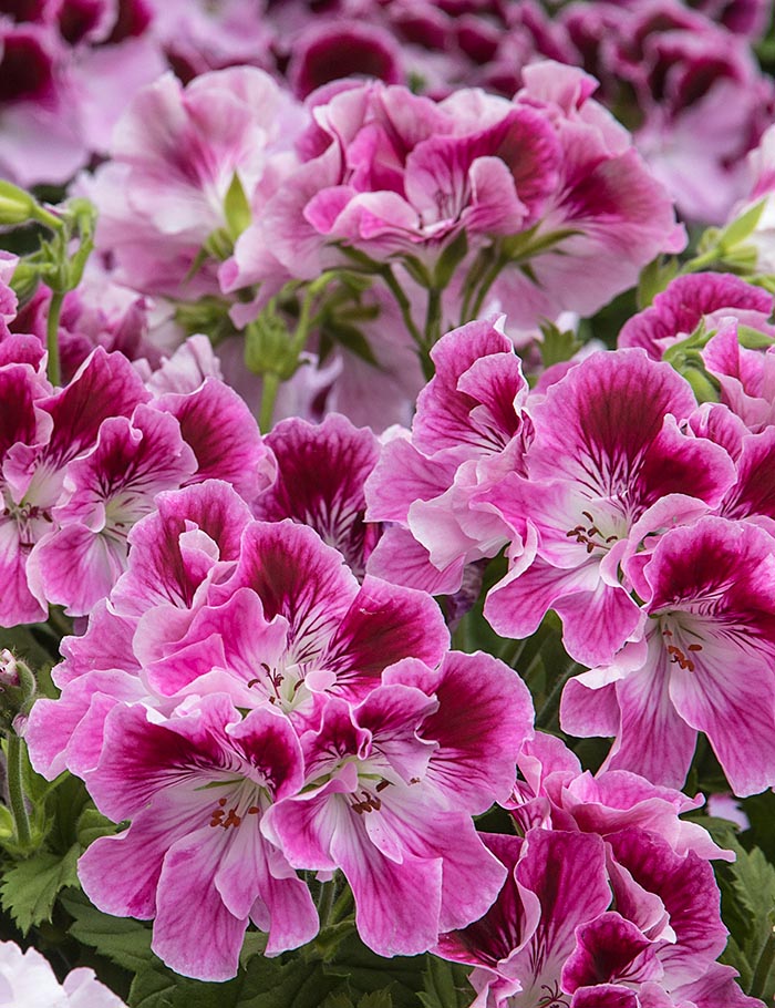 Martha Washington Geranium